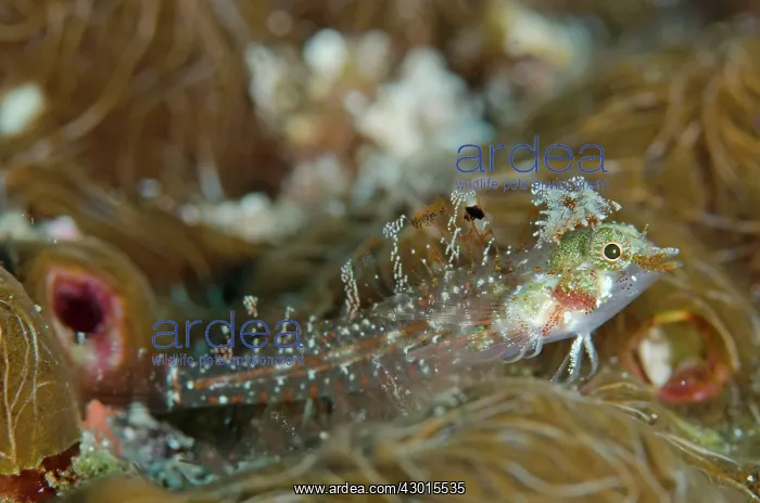 : Scarf Triplefin : Scarf Triplefin