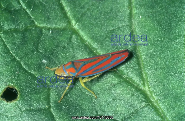 : Scarlet-and-green Leafhopper : Scarlet-and-green Leafhopper