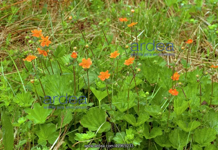 : Scarlet Avens - in the Pirin mountains : Scarlet Avens - in the Pirin mountains
