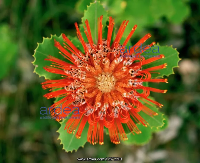 : Scarlet Banksia : Scarlet Banksia