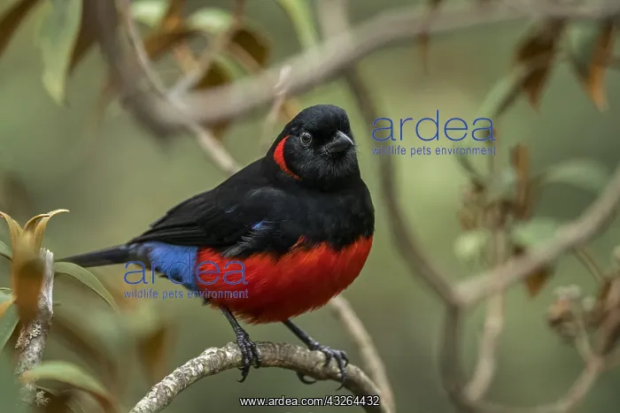 : Scarlet-bellied Mountain Tanager (Anisognathus igniventris) : Scarlet-bellied Mountain Tanager (Anisognathus igniventris)