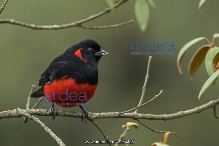 : Scarlet-bellied Mountain Tanager (Anisognathus igniventris) : Scarlet-bellied Mountain Tanager (Anisognathus igniventris)