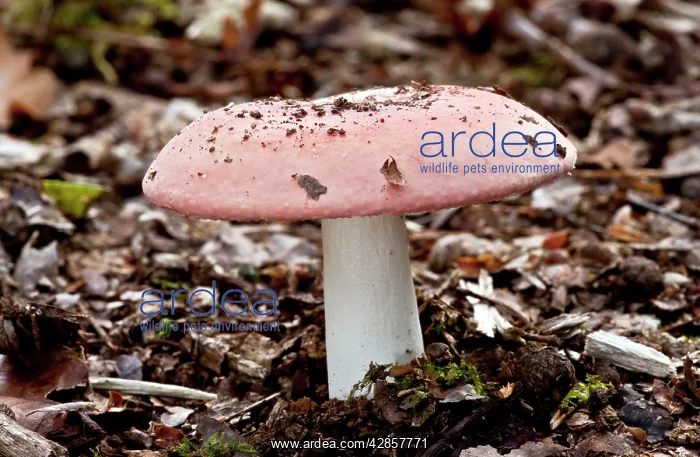 : Scarlet Brittle-gill - in oak woodland : Scarlet Brittle-gill - in oak woodland