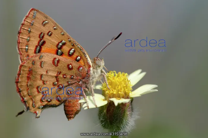 : Scarlet butterfly : Scarlet butterfly