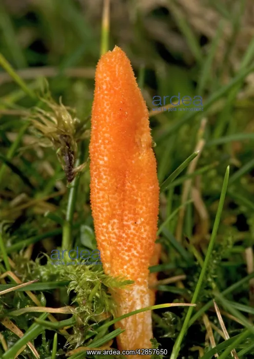 : Scarlet caterpillar fungus - showing club-shaped head : Scarlet caterpillar fungus - showing club-shaped head