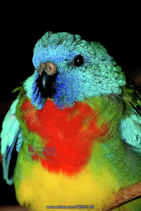: Scarlet-chested Parakeet : Scarlet-chested Parakeet