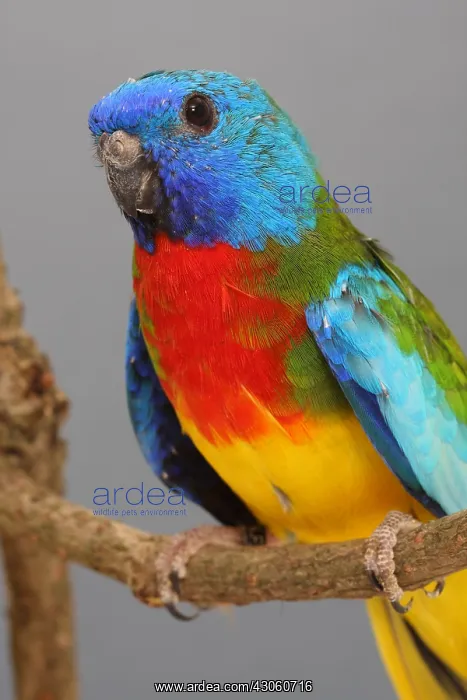: Scarlet-chested Parrot male wild phenotype : Scarlet-chested Parrot male wild phenotype