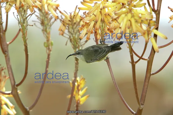  : Scarlet-chested Sunbird