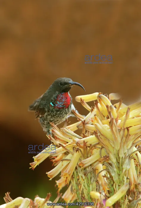: Scarlet-chested Sunbird : Scarlet-chested Sunbird