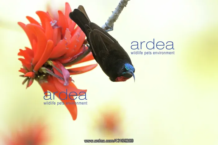 : Scarlet-chested Sunbird : Scarlet-chested Sunbird