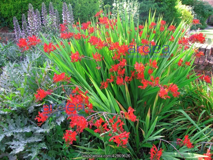 : Scarlet coloured Crocosmia (Foreground) : Scarlet coloured Crocosmia (Foreground)