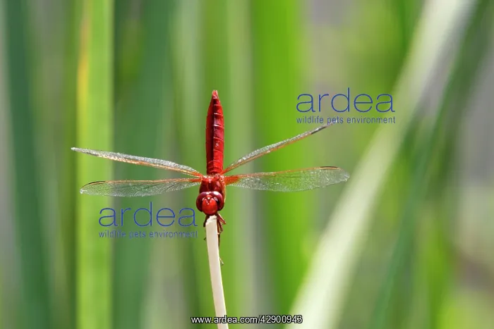 : Scarlet Dragonfly : Scarlet Dragonfly