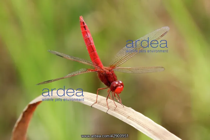 : Scarlet Dragonfly : Scarlet Dragonfly