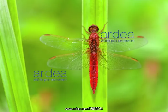 : Scarlet Dragonfly : Scarlet Dragonfly