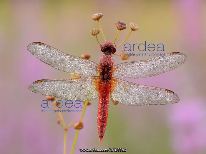 : Scarlet Dragonfly : Scarlet Dragonfly