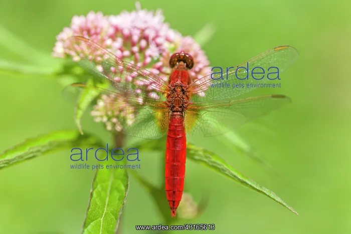 : Scarlet Dragonfly : Scarlet Dragonfly