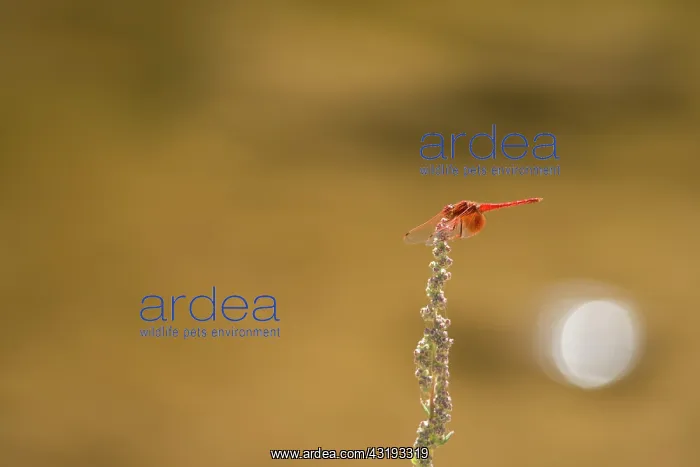 : Scarlet Dragonfly (Crocothemis erythraea) asked : Scarlet Dragonfly (Crocothemis erythraea) asked