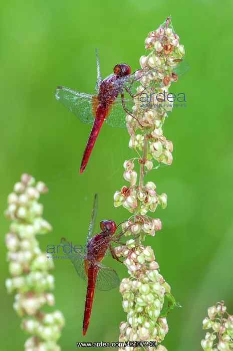 : Scarlet dragonfly (Crocothemis erythraea), Central : Scarlet dragonfly (Crocothemis erythraea), Central