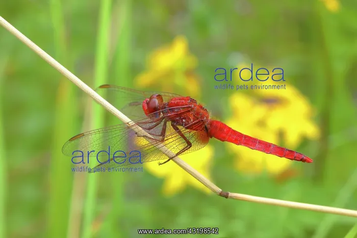 : Scarlet dragonfly (Crocothemis erythraea), male : Scarlet dragonfly (Crocothemis erythraea), male
