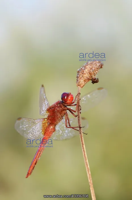 : Scarlet dragonfly (Crocothemis erythraea), male : Scarlet dragonfly (Crocothemis erythraea), male