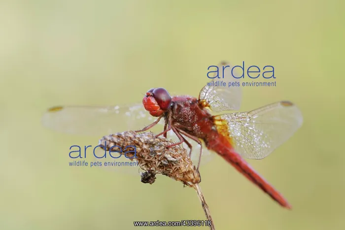 : Scarlet dragonfly (Crocothemis erythraea), male : Scarlet dragonfly (Crocothemis erythraea), male