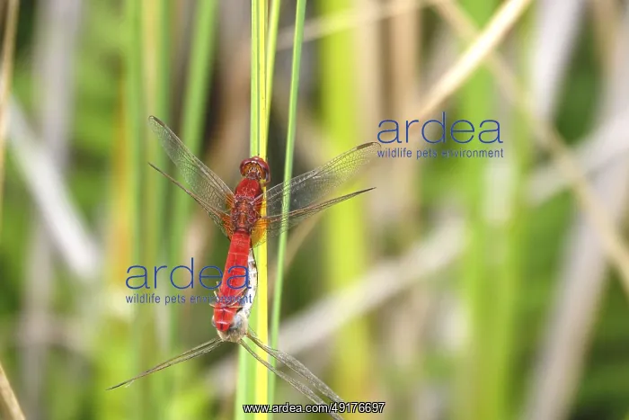 : Scarlet Dragonfly, summer, Germany : Scarlet Dragonfly, summer, Germany
