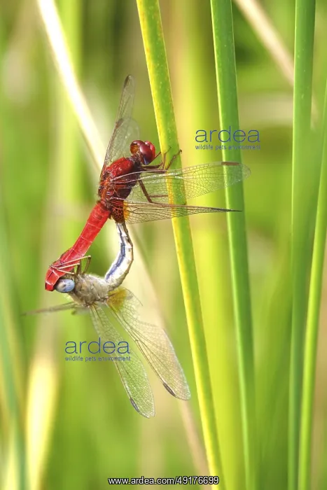 : Scarlet Dragonfly, summer, Germany : Scarlet Dragonfly, summer, Germany