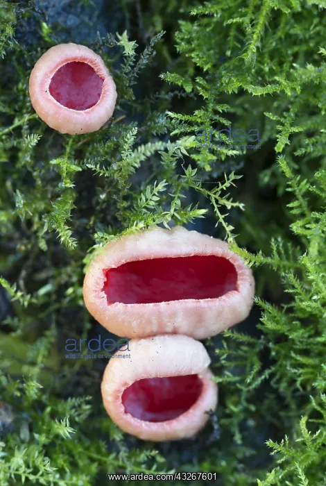 : Scarlet Elf Cap (Sarcoscypha coccinea) mushroom : Scarlet Elf Cap (Sarcoscypha coccinea) mushroom