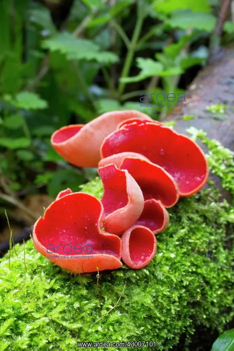 : Scarlet Elf Cup : Scarlet Elf Cup