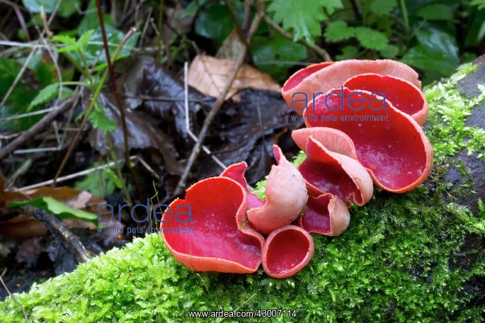  : Scarlet Elf Cup