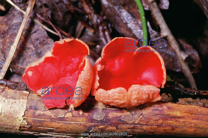 : Scarlet Elf-cup Fungi - woodland fungus : Scarlet Elf-cup Fungi - woodland fungus