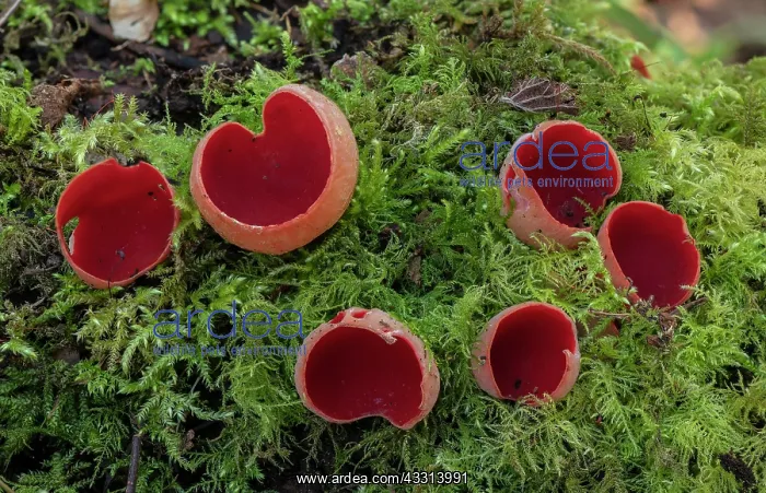 : Scarlet elf cup, Sarcoscypha coccinea, ( Peziza : Scarlet elf cup, Sarcoscypha coccinea, ( Peziza