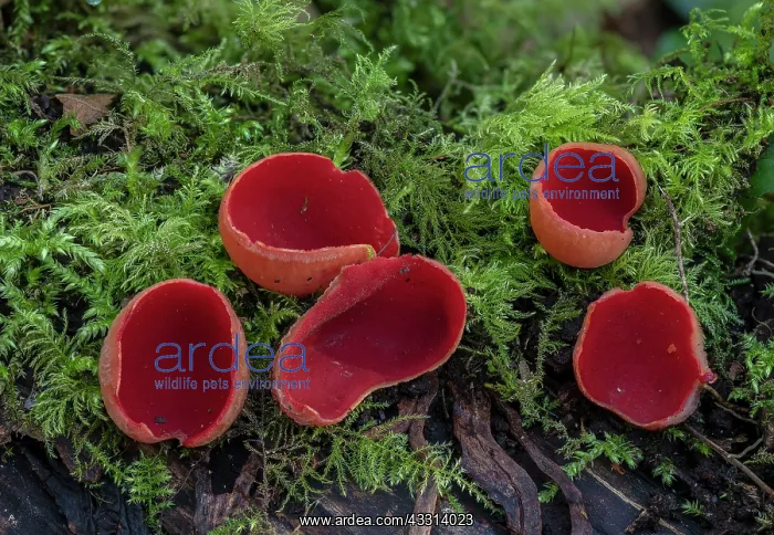 : Scarlet elf cup, Sarcoscypha coccinea, ( Peziza : Scarlet elf cup, Sarcoscypha coccinea, ( Peziza