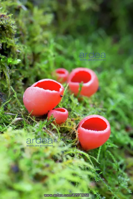 : Scarlet Elf Cup - winter : Scarlet Elf Cup - winter