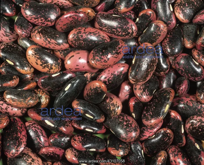 : Scarlet Emperor beans (Phaseolus coccineus) : Scarlet Emperor beans (Phaseolus coccineus)