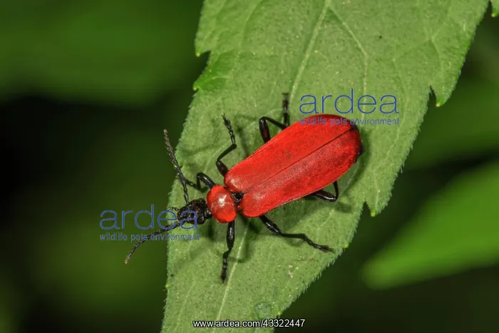 : Scarlet fire beetle (Pyrochroa coccinea) on a leaf : Scarlet fire beetle (Pyrochroa coccinea) on a leaf