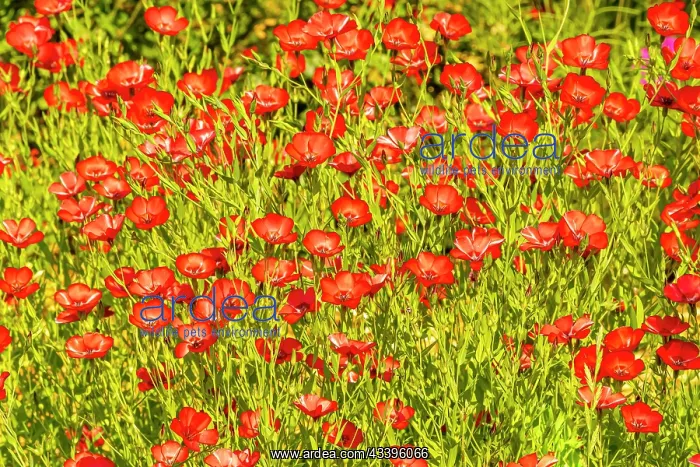 : Scarlet Flax seed (Linum grandiflorum) Rubrum : Scarlet Flax seed (Linum grandiflorum) Rubrum