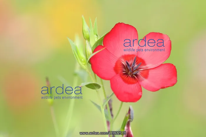: Scarlet Flax - single blossom of a scarlet flax : Scarlet Flax - single blossom of a scarlet flax