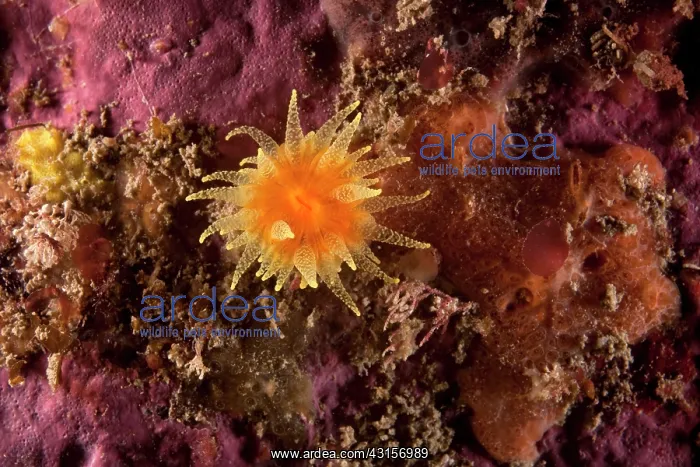 : Scarlet and Gold Cup Coral : Scarlet and Gold Cup Coral