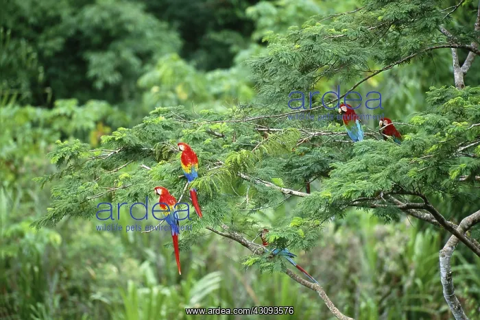 : Scarlet and Green Winged Macaws : Scarlet and Green Winged Macaws