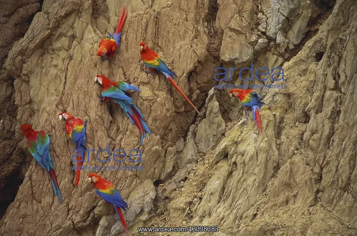 : Scarlet and Green-Winged Macaws : Scarlet and Green-Winged Macaws