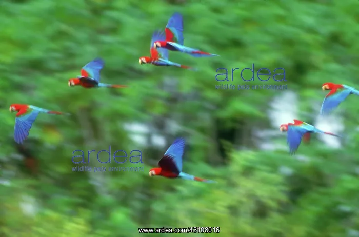 : Scarlet and green-winged macaws in flight : Scarlet and green-winged macaws in flight