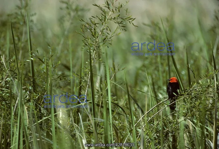 : Scarlet-Headed Blackbird : Scarlet-Headed Blackbird