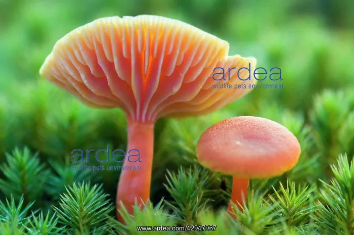 : Scarlet Hood / waxy cap / waxcap - two : Scarlet Hood / waxy cap / waxcap - two