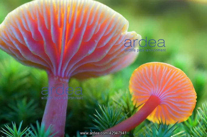 : Scarlet Hood / waxy cap / waxcap - two : Scarlet Hood / waxy cap / waxcap - two