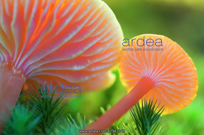 : Scarlet Hood / waxy cap / waxcap - two : Scarlet Hood / waxy cap / waxcap - two