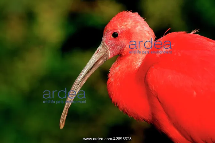  : Scarlet Ibis