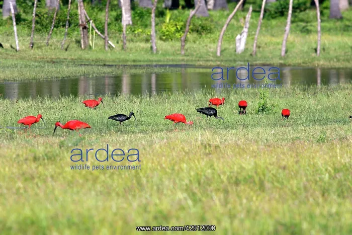 : Scarlet Ibis : Scarlet Ibis