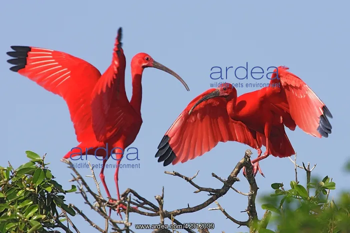 : Scarlet Ibis - two : Scarlet Ibis - two