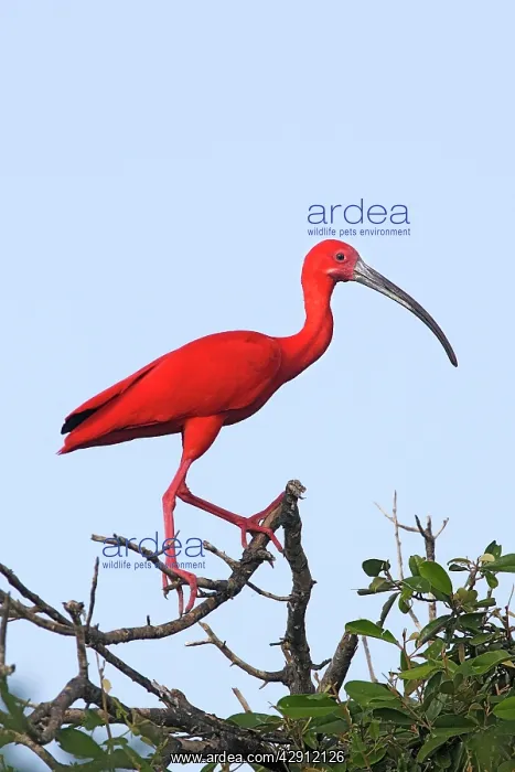 : Scarlet Ibis : Scarlet Ibis